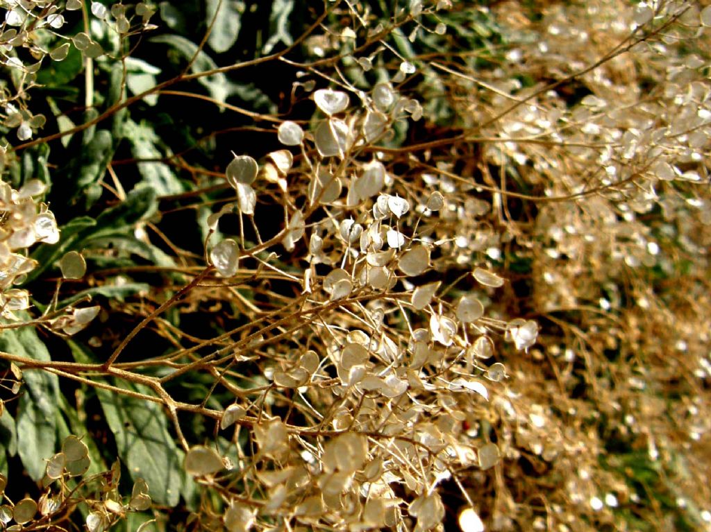 Siliquette:  cfr. Alyssum montanum  (Brassicaceae)