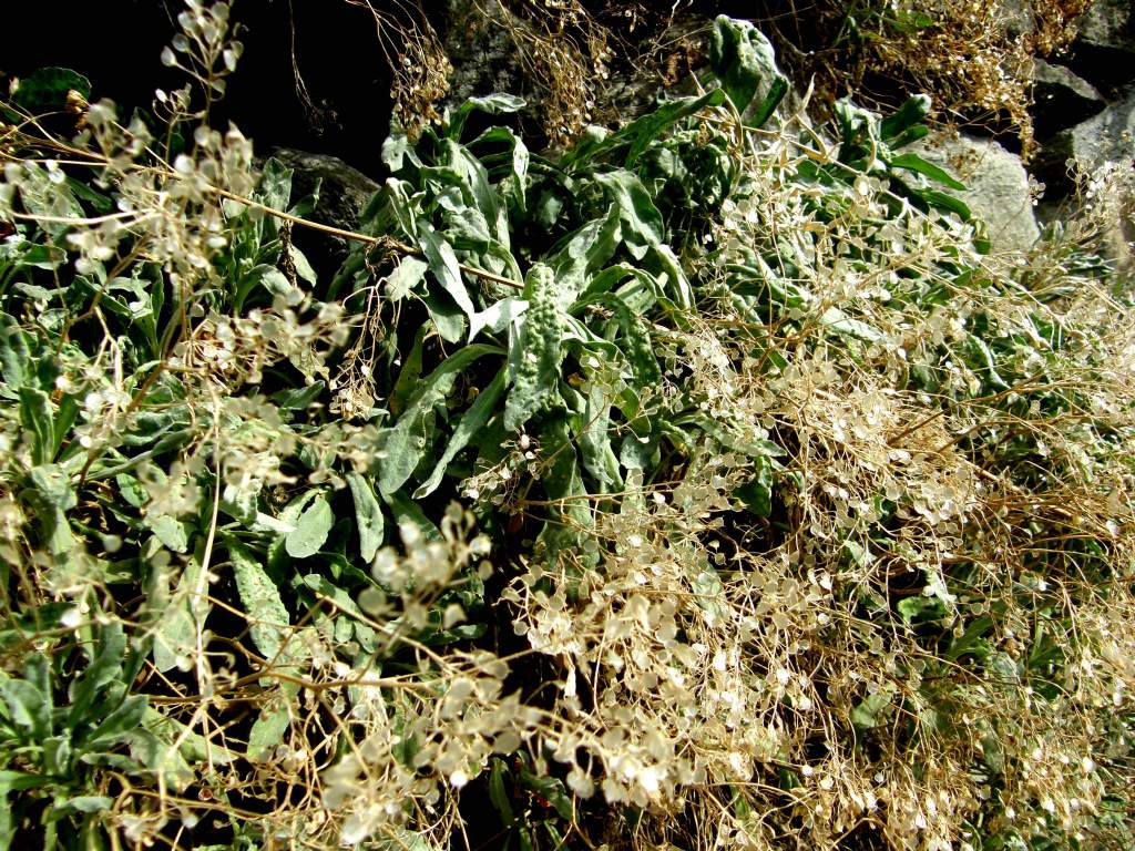 Siliquette:  cfr. Alyssum montanum  (Brassicaceae)