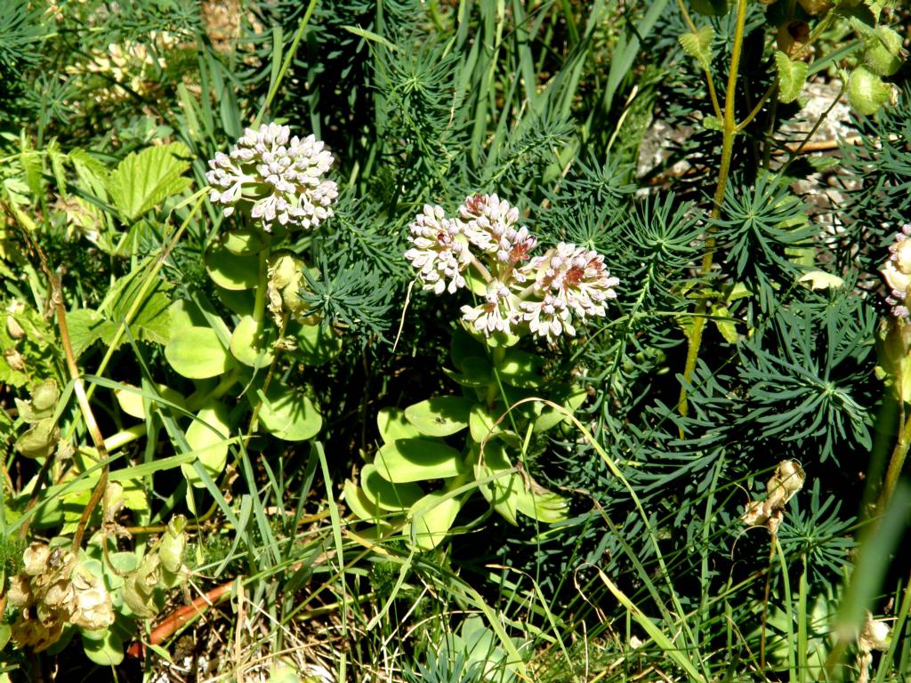 E'' un sedum? - Hylotelephium anacampseros