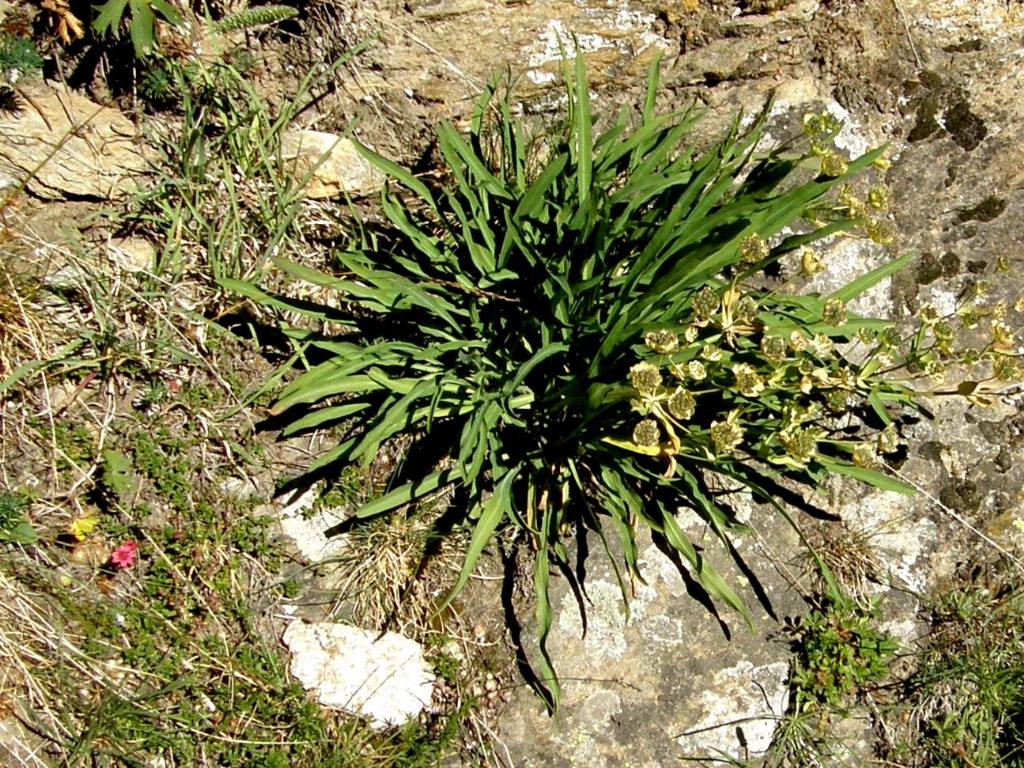 Bupleurum stellatum