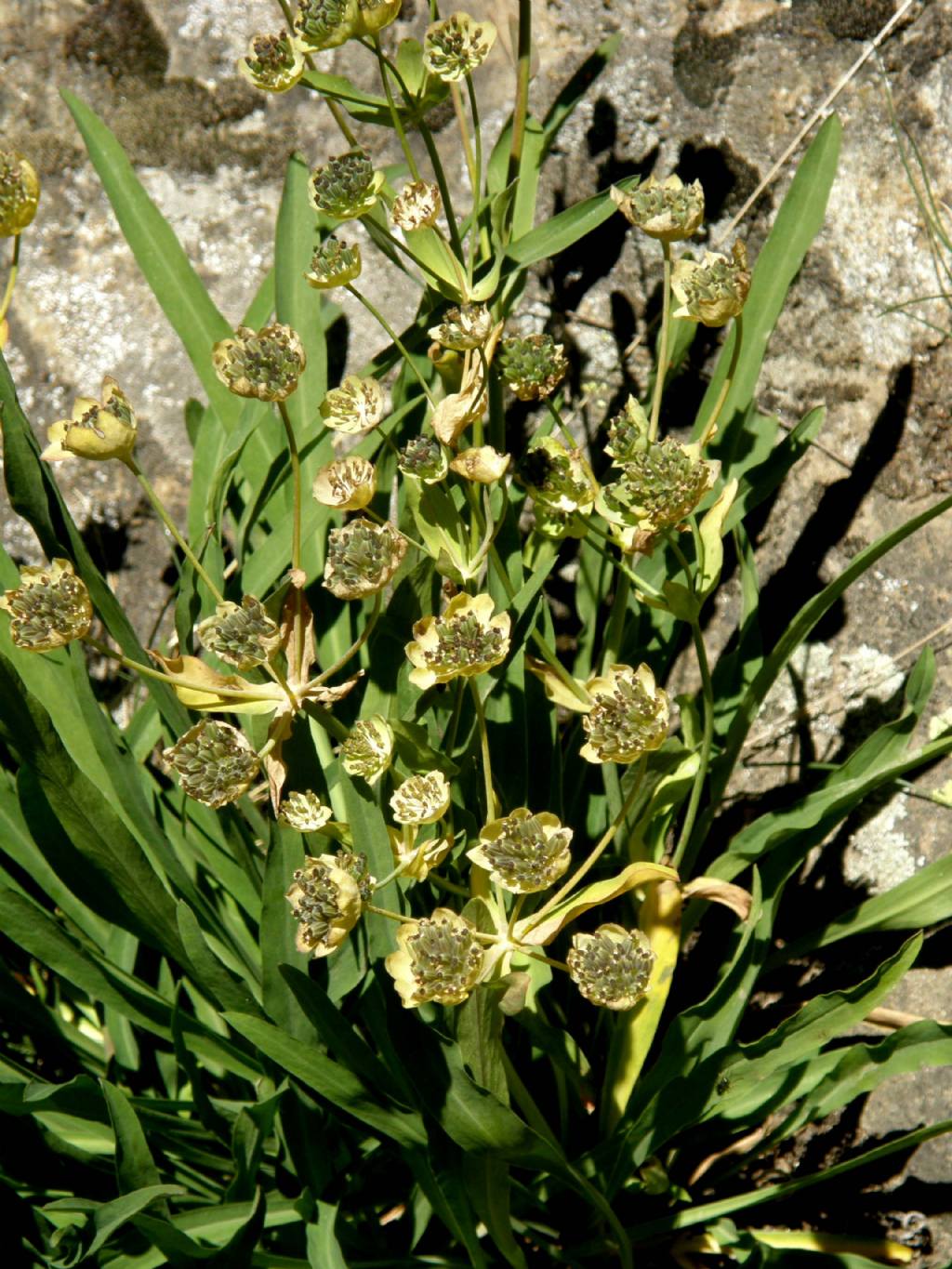 Bupleurum stellatum