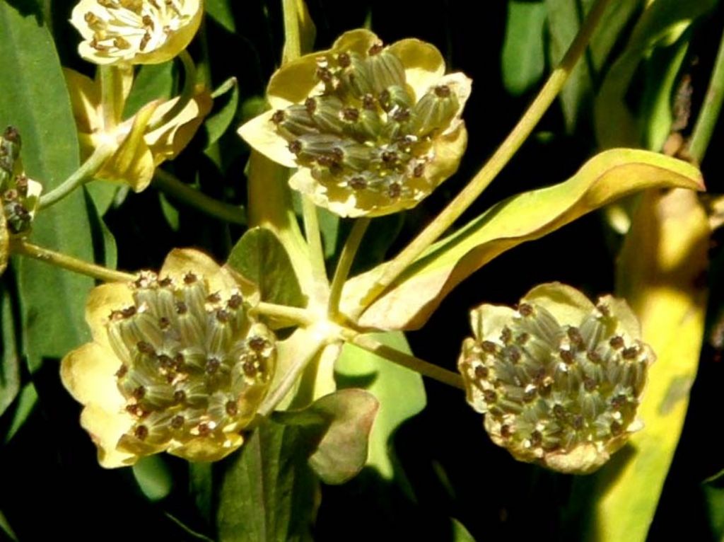 Bupleurum stellatum