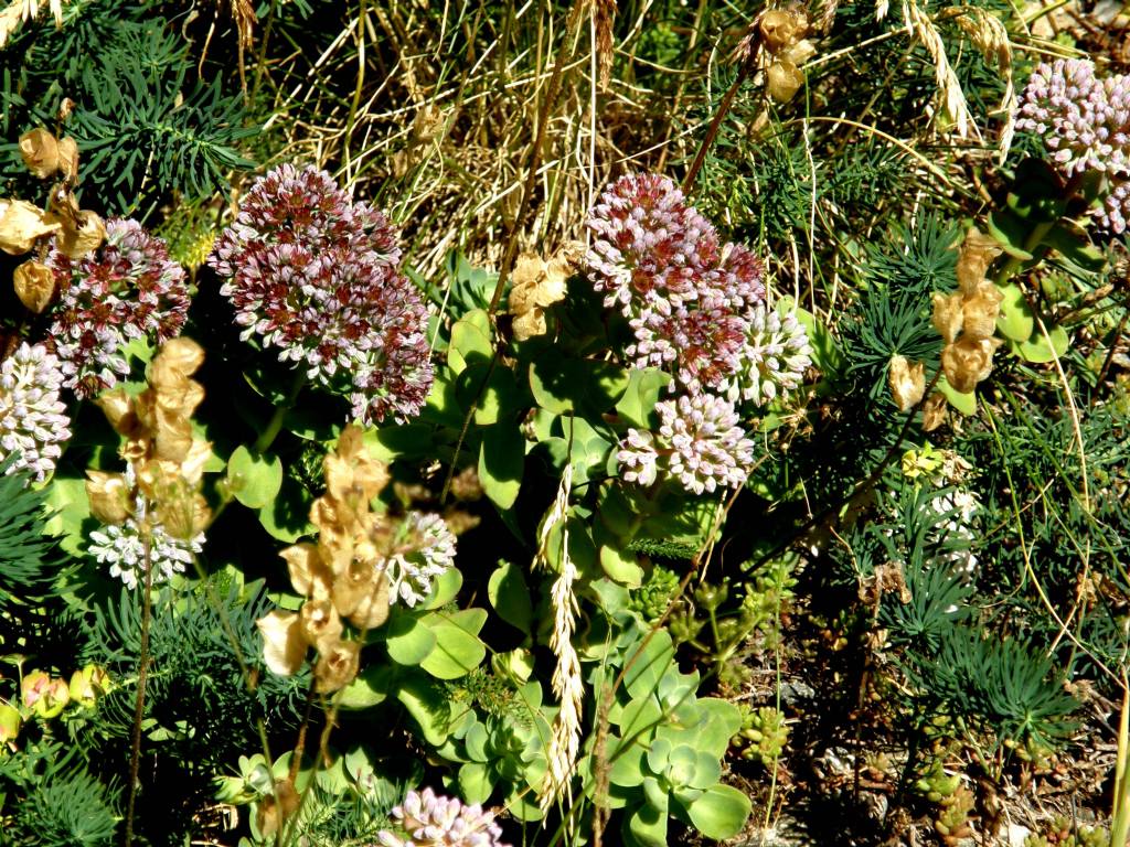 E'' un sedum? - Hylotelephium anacampseros