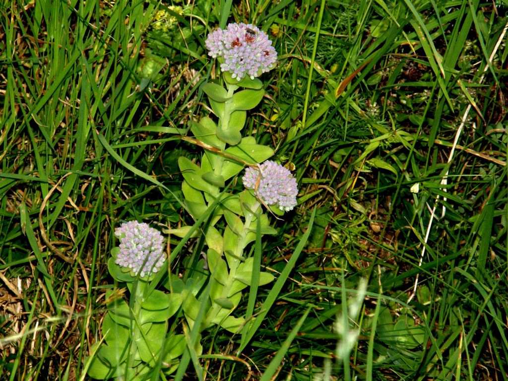 E'' un sedum? - Hylotelephium anacampseros