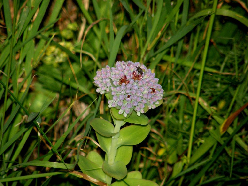 E'' un sedum? - Hylotelephium anacampseros