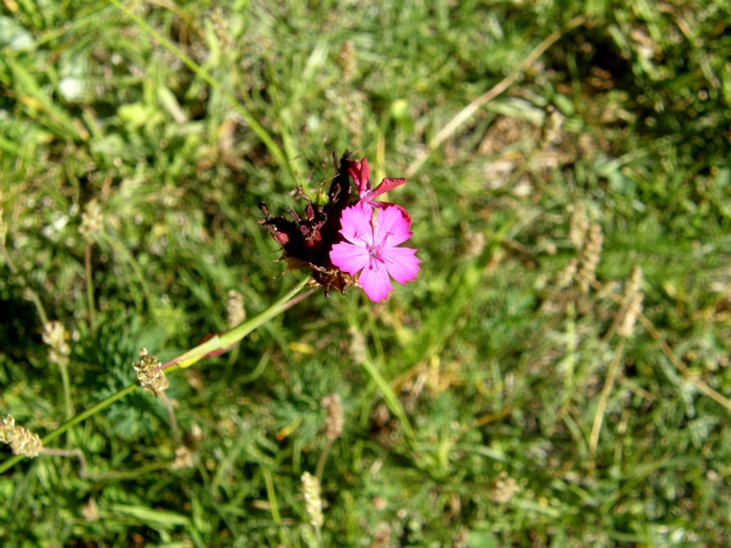 Dianthus carthusianorum (Caryophyllaceae)