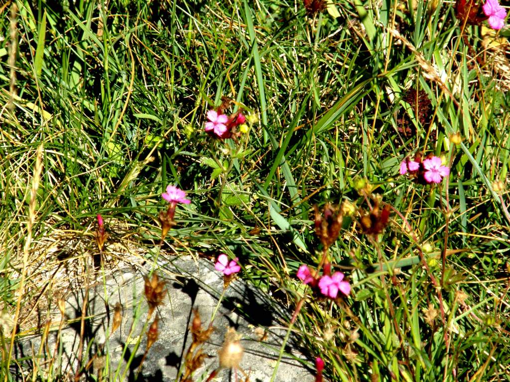 Dianthus carthusianorum (Caryophyllaceae)