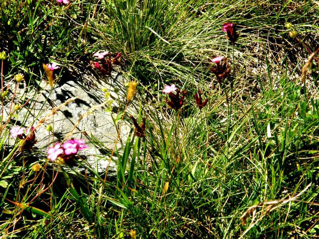 Dianthus carthusianorum (Caryophyllaceae)