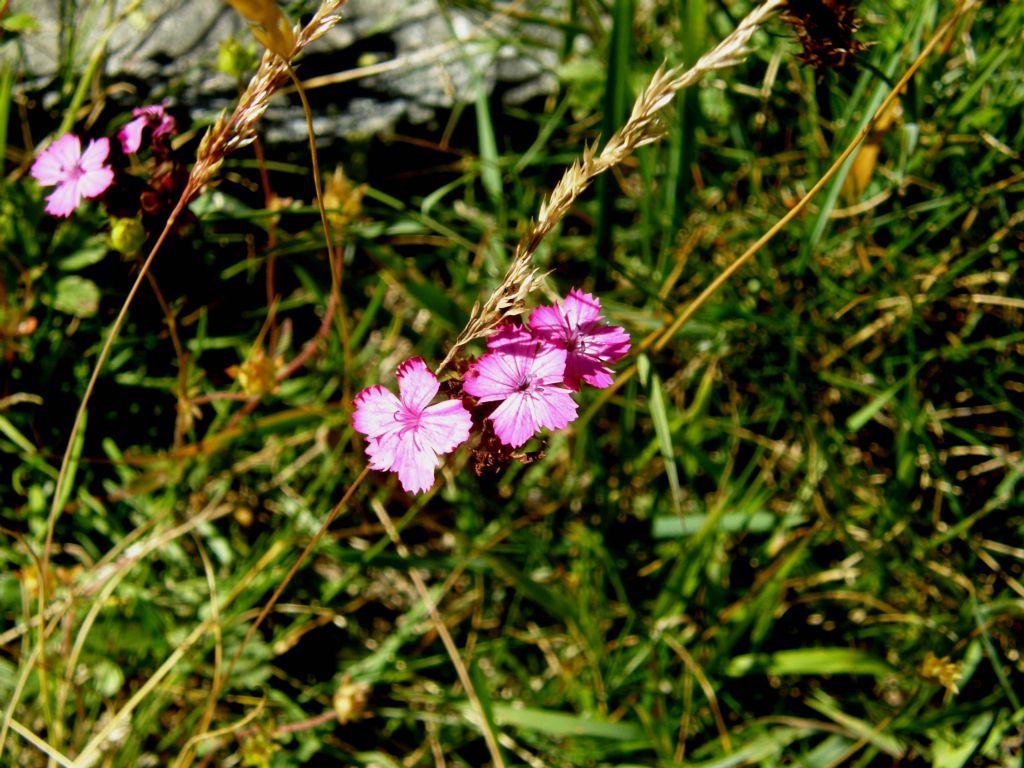 Dianthus carthusianorum (Caryophyllaceae)