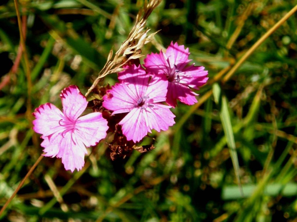 Dianthus carthusianorum (Caryophyllaceae)