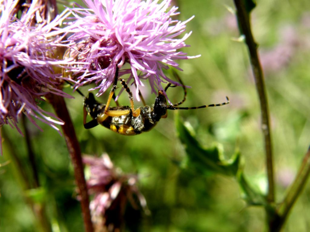 Giallo e nero,...solo o in compagnia:  Rutpela maculata (Cerambycidae)