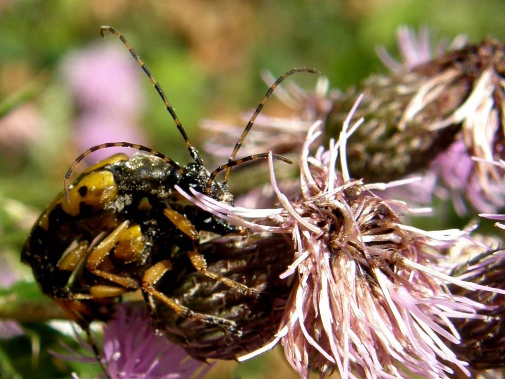 Giallo e nero,...solo o in compagnia:  Rutpela maculata (Cerambycidae)