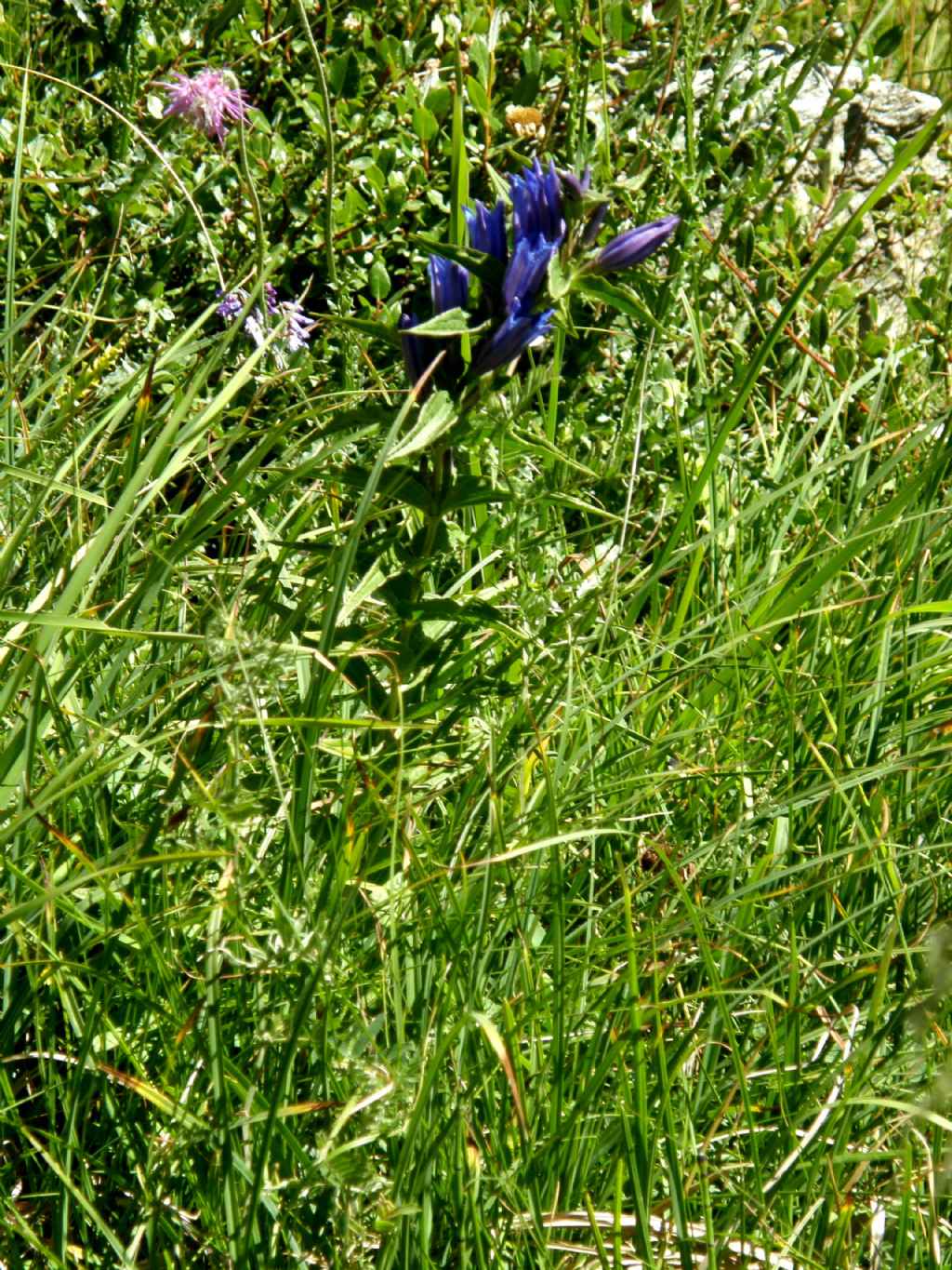Gentiana asclepiadea