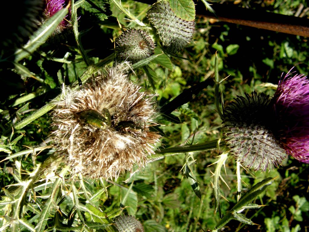 Cirsium eriophorum subsp. eriophorum