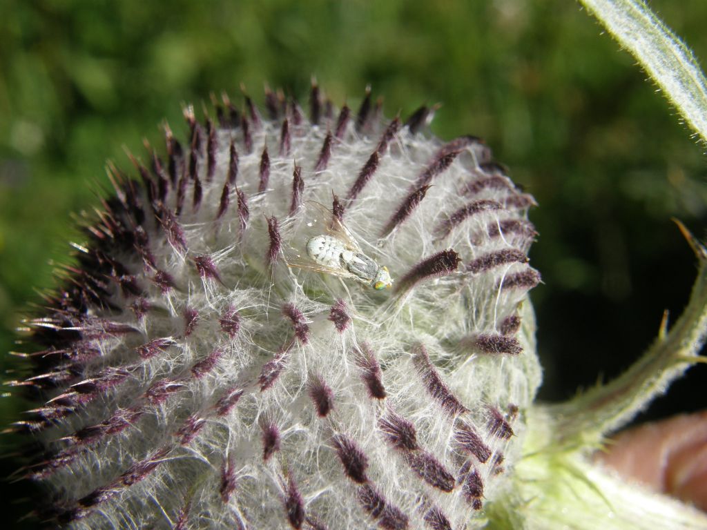 Cirsium eriophorum subsp. eriophorum