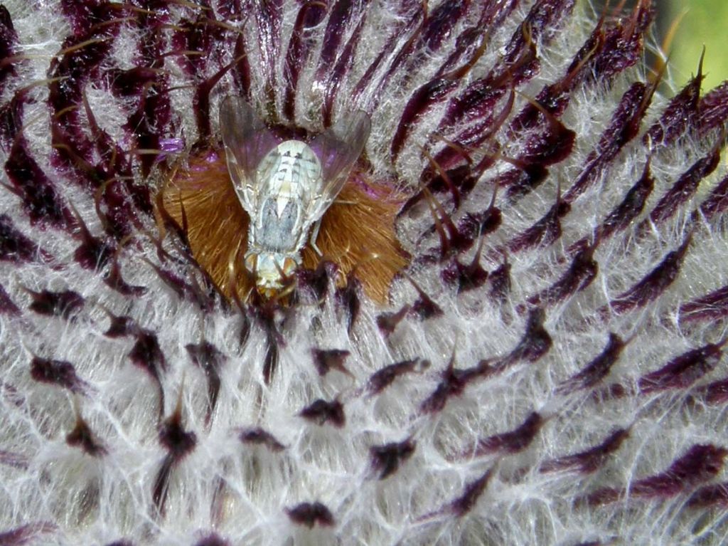 Cirsium eriophorum subsp. eriophorum