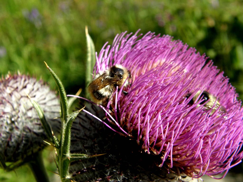 Cirsium eriophorum subsp. eriophorum