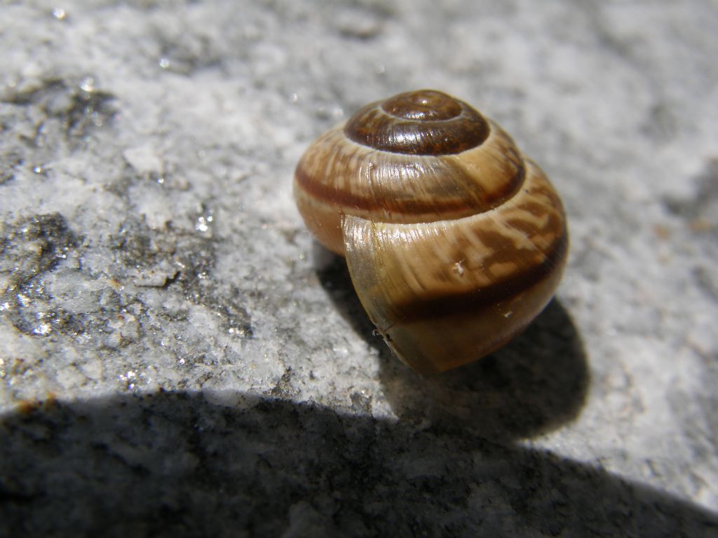 Piccola chiocciola valdostana