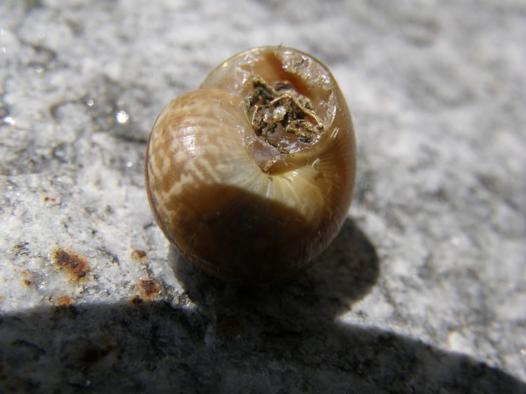 Piccola chiocciola valdostana