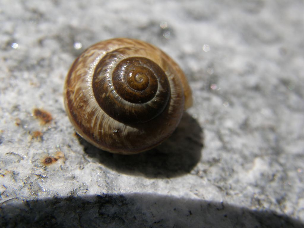 Piccola chiocciola valdostana