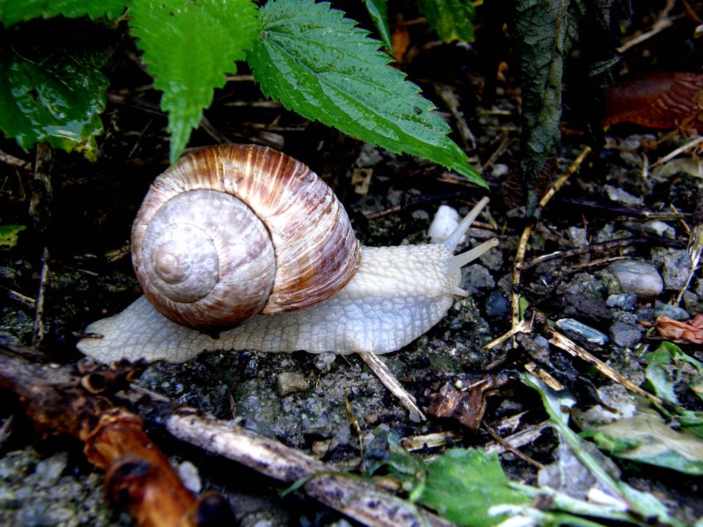 Grossa chiocciola valdostana