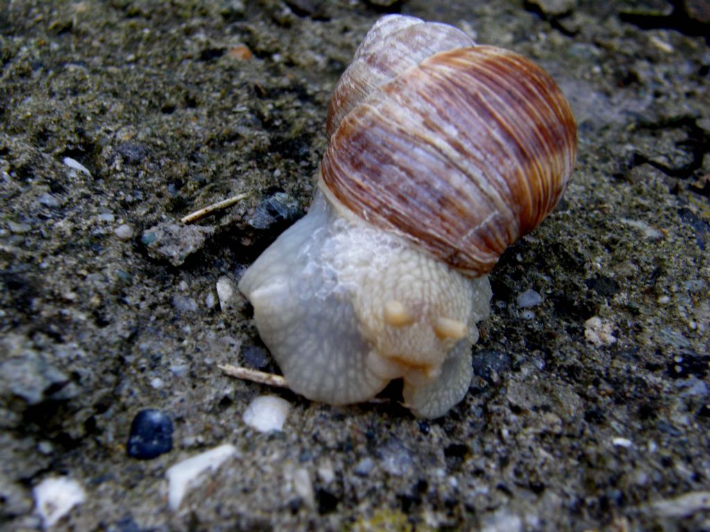 Grossa chiocciola valdostana
