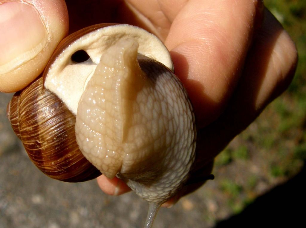 Grossa chiocciola valdostana