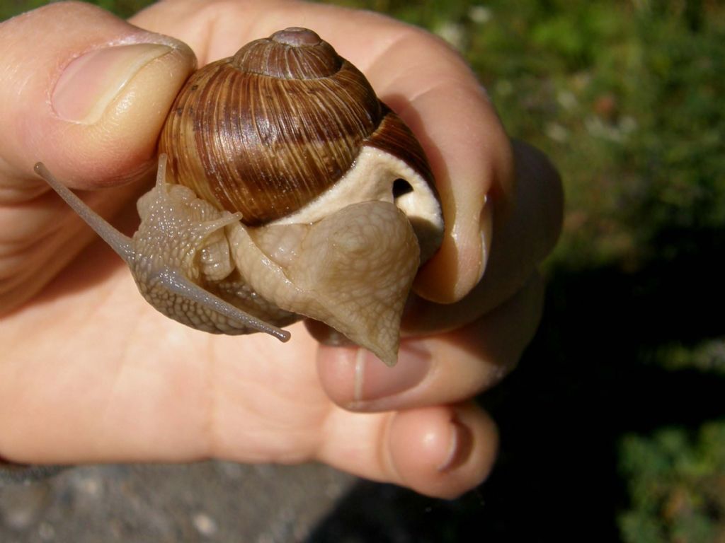 Grossa chiocciola valdostana