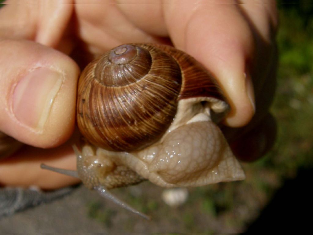 Grossa chiocciola valdostana