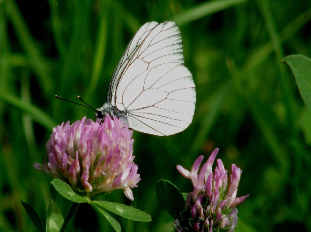 Una farfalla bianca da identificare