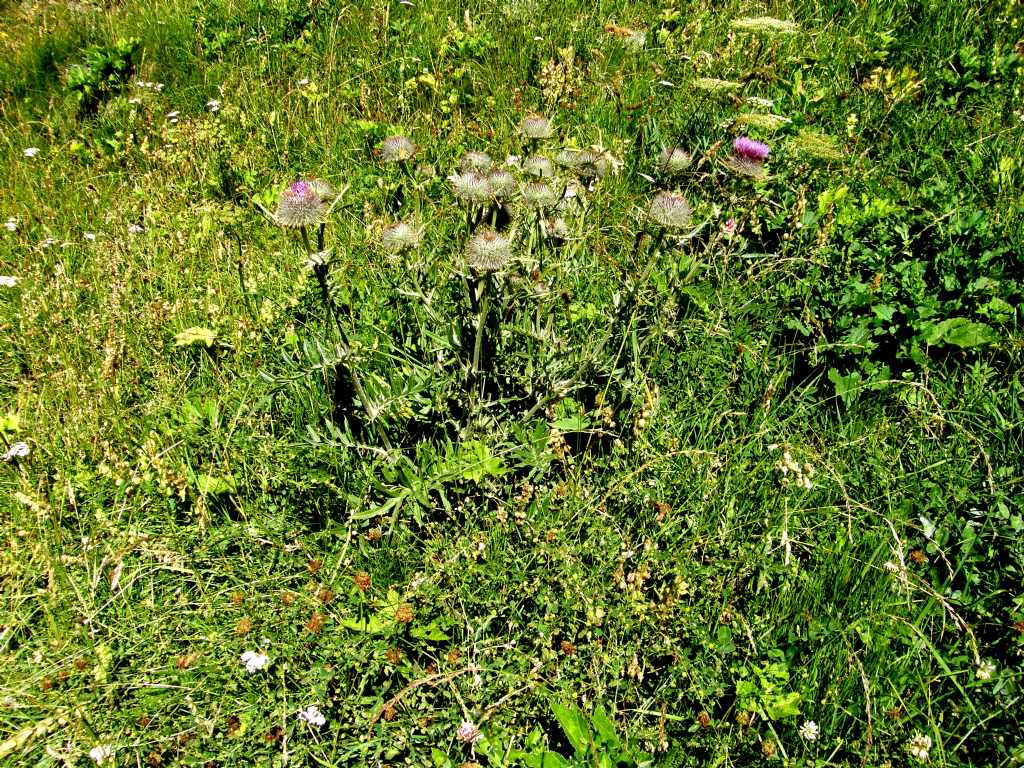 Cirsium eriophorum subsp. eriophorum