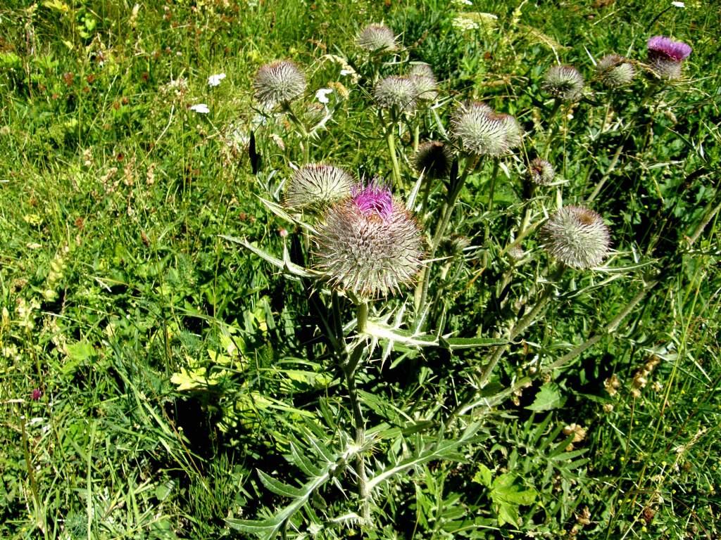 Cirsium eriophorum subsp. eriophorum