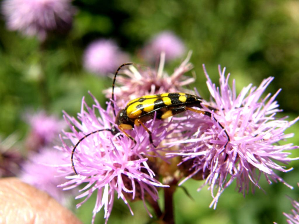 Giallo e nero,...solo o in compagnia:  Rutpela maculata (Cerambycidae)
