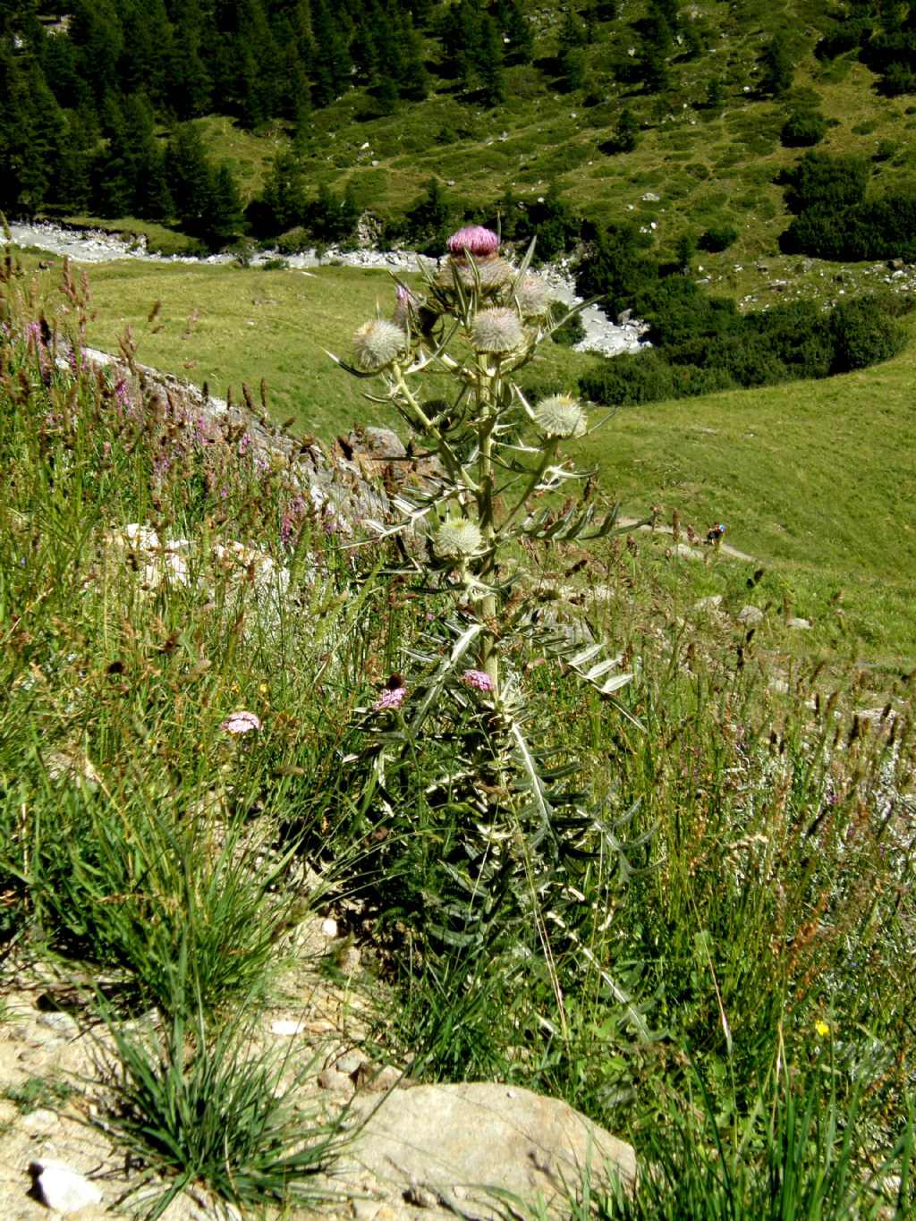 Cirsium eriophorum subsp. eriophorum