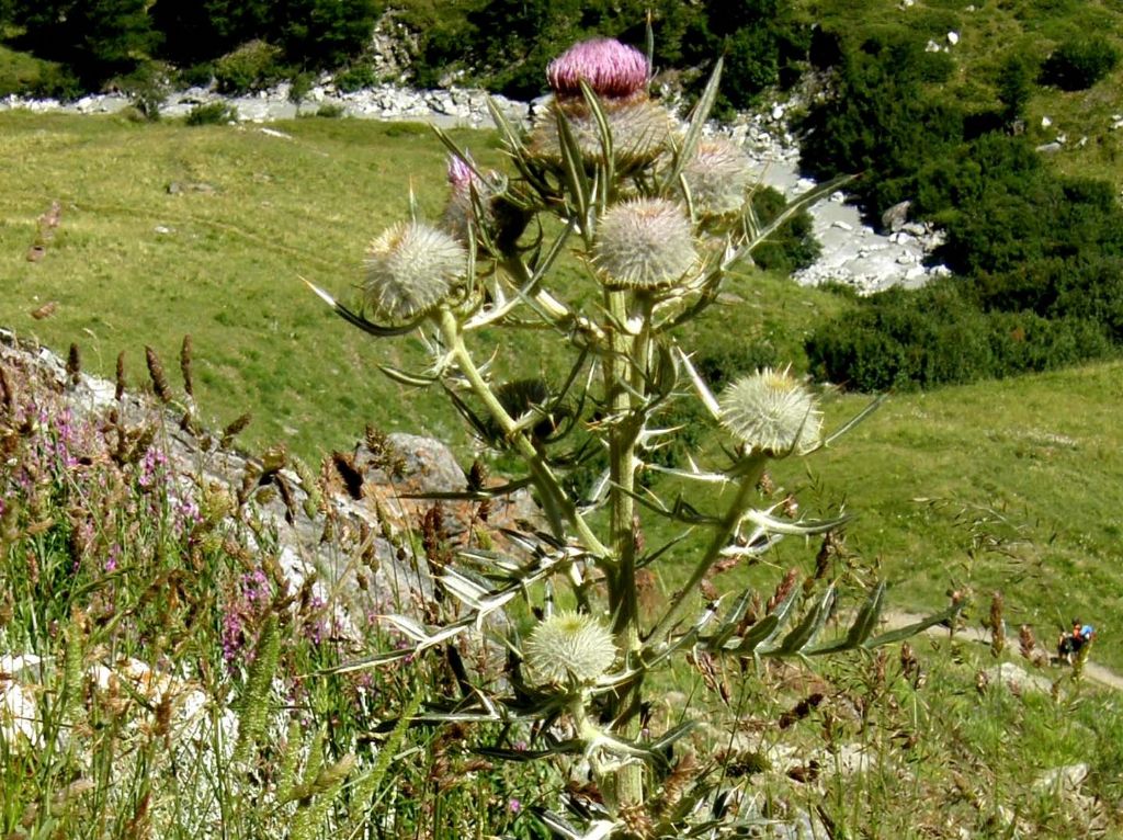 Cirsium eriophorum subsp. eriophorum