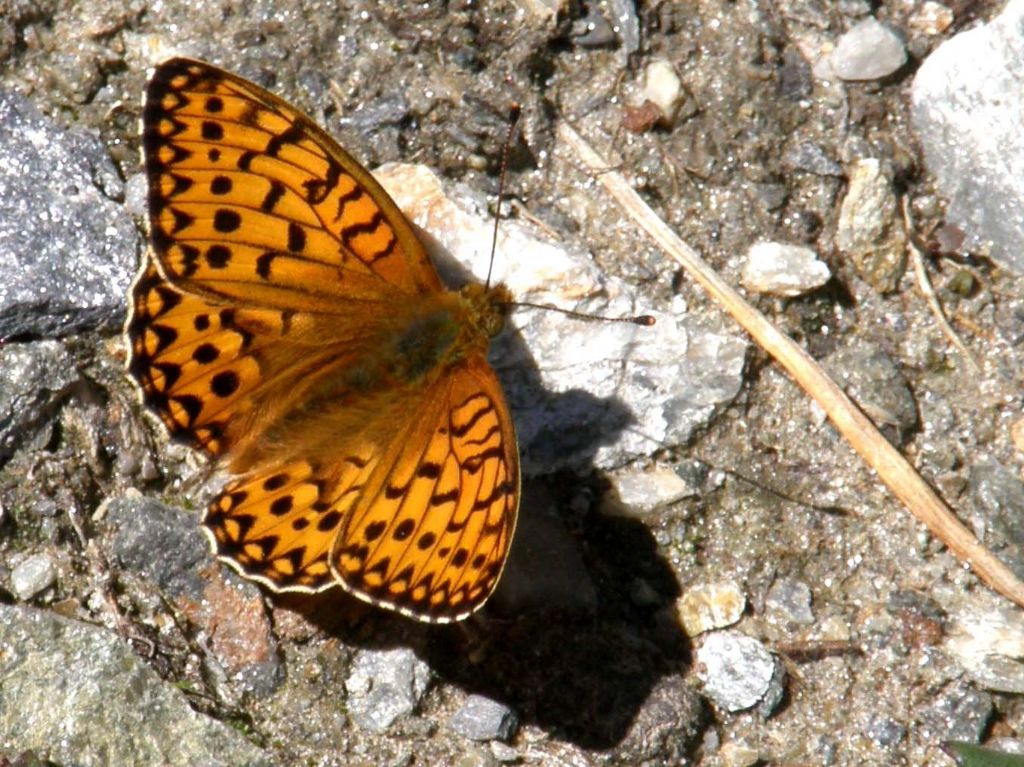 Argynnis paphia?