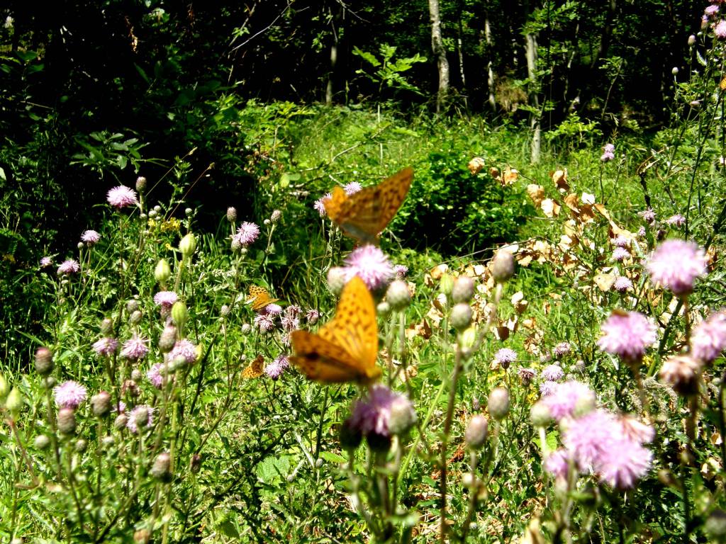 Argynnis paphia?