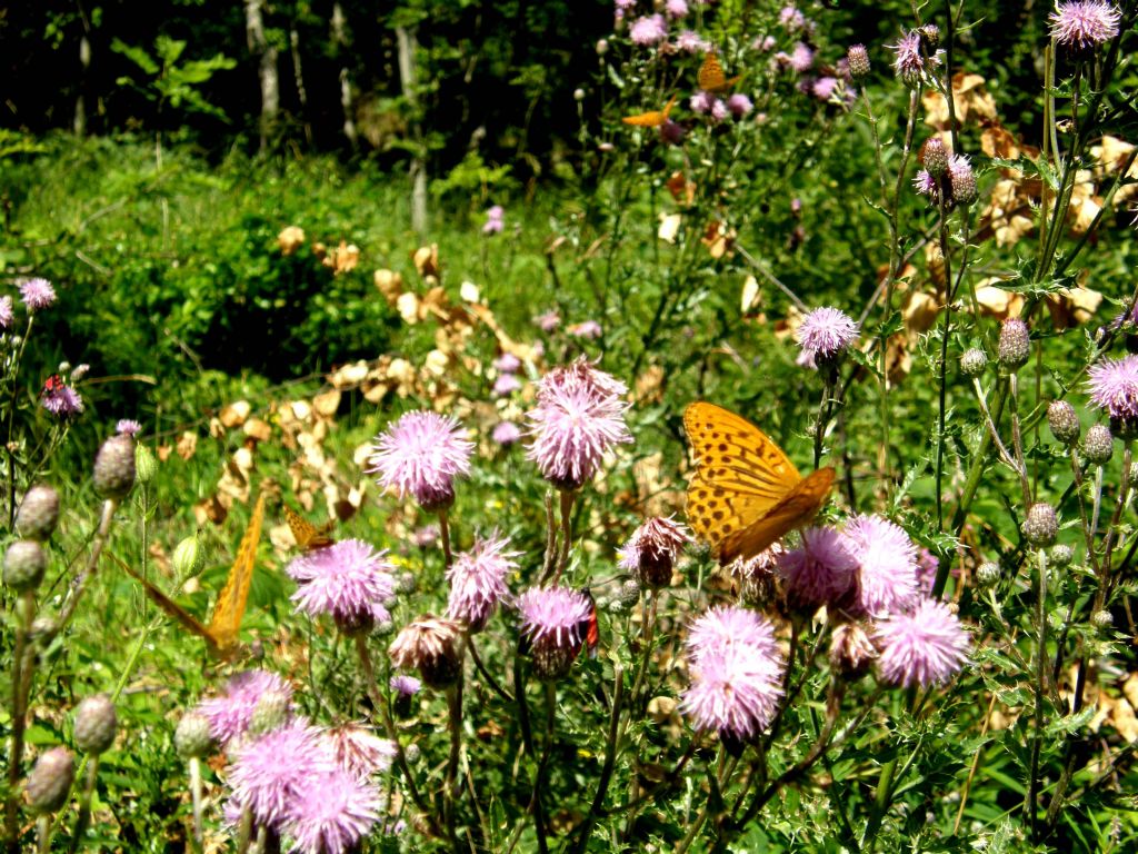 Argynnis paphia?