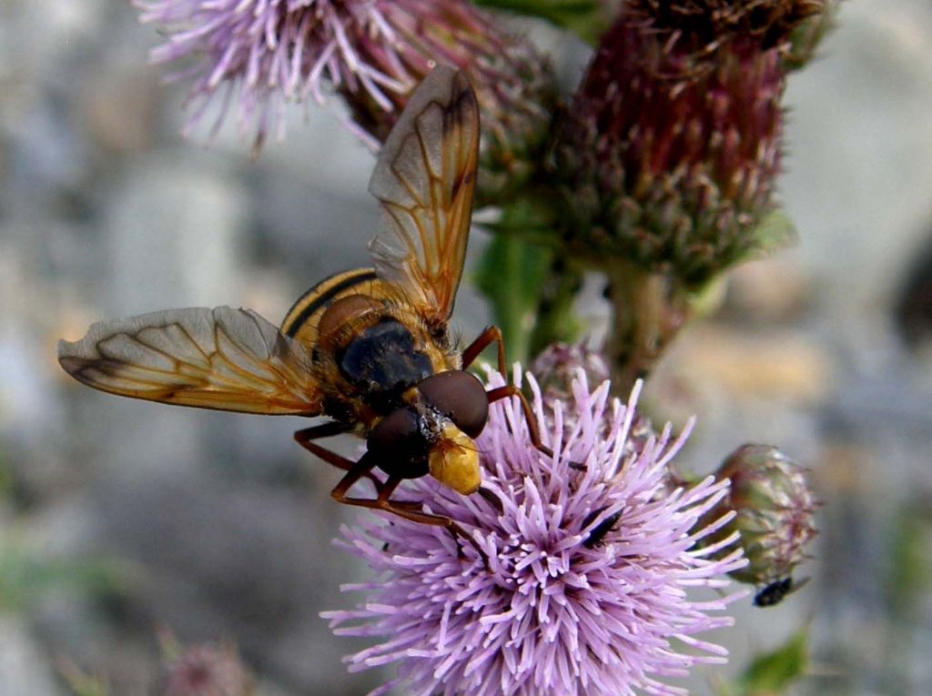 Striato  e...nasuto: Volucella inanis femmina