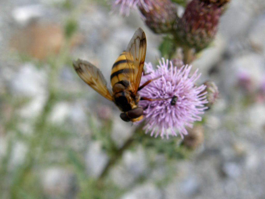 Striato  e...nasuto: Volucella inanis femmina