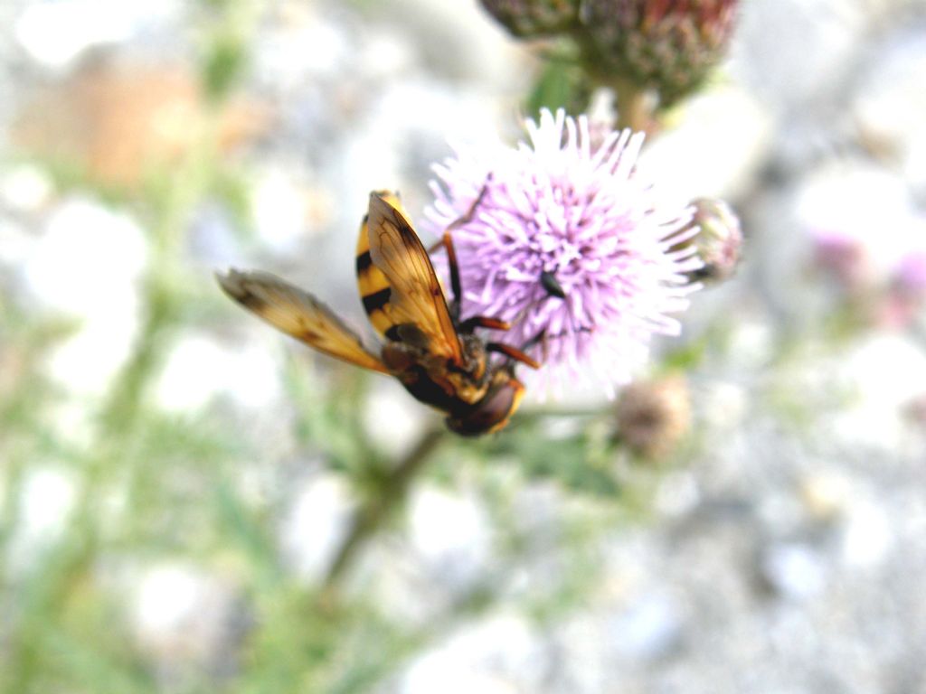 Striato  e...nasuto: Volucella inanis femmina