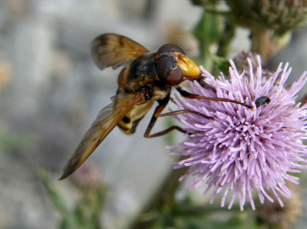 Striato  e...nasuto: Volucella inanis femmina