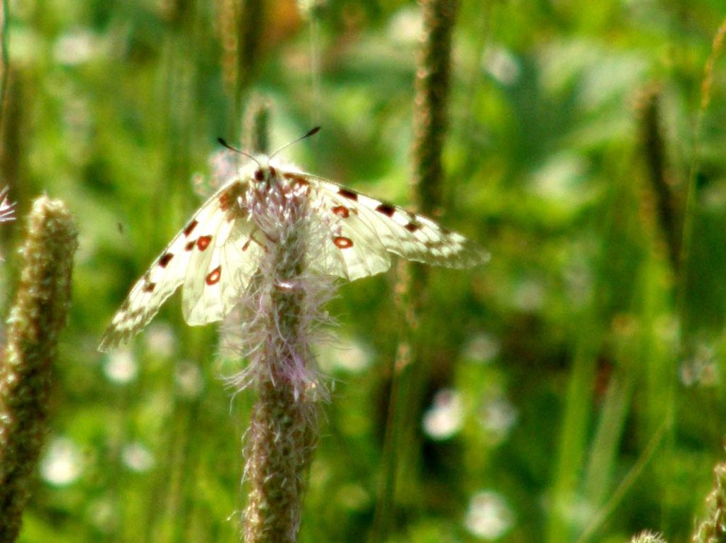 Alla ricerca della farfalla perduta:  Parnassius apollo (Papilionidae)