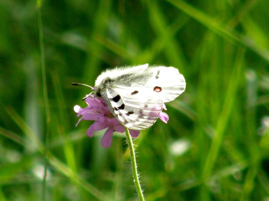 Alla ricerca della farfalla perduta:  Parnassius apollo (Papilionidae)