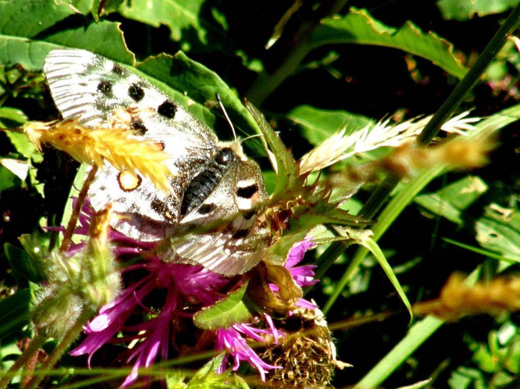 Alla ricerca della farfalla perduta:  Parnassius apollo (Papilionidae)