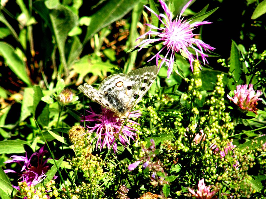 Alla ricerca della farfalla perduta:  Parnassius apollo (Papilionidae)