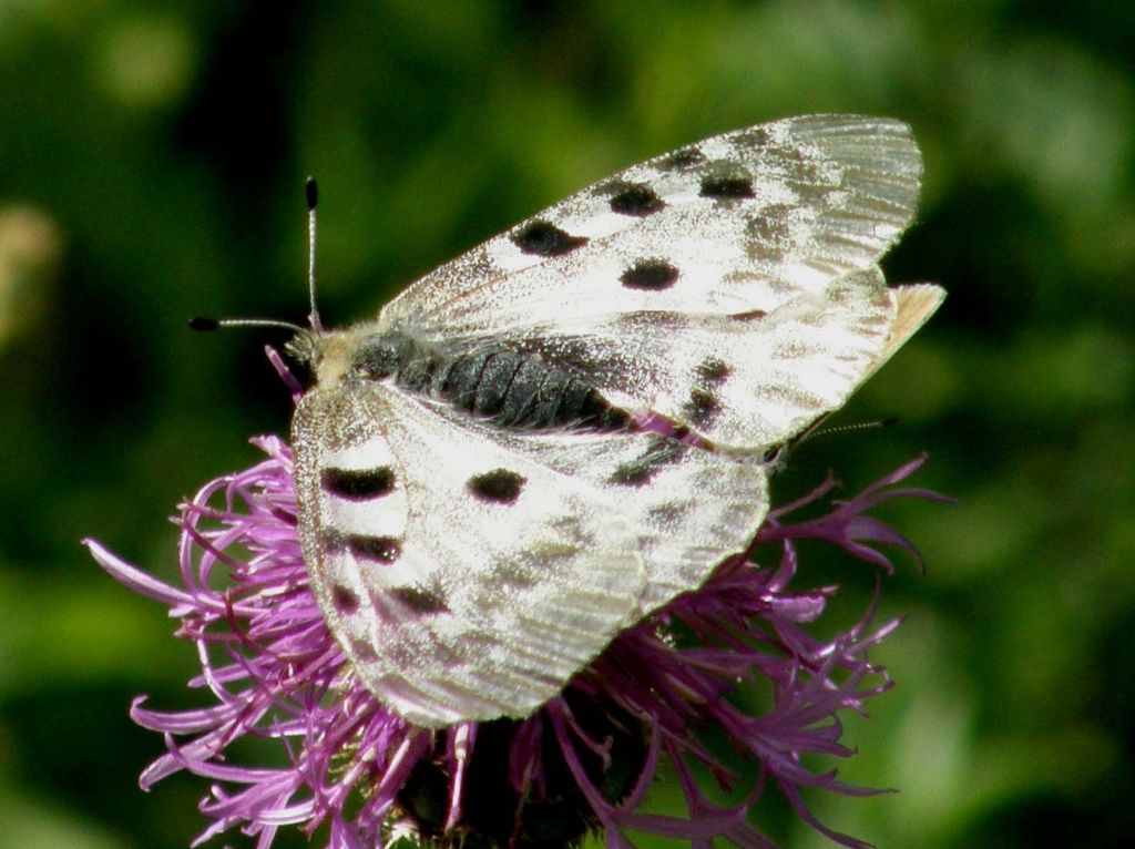 Alla ricerca della farfalla perduta:  Parnassius apollo (Papilionidae)