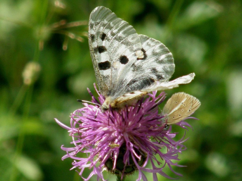 Alla ricerca della farfalla perduta:  Parnassius apollo (Papilionidae)