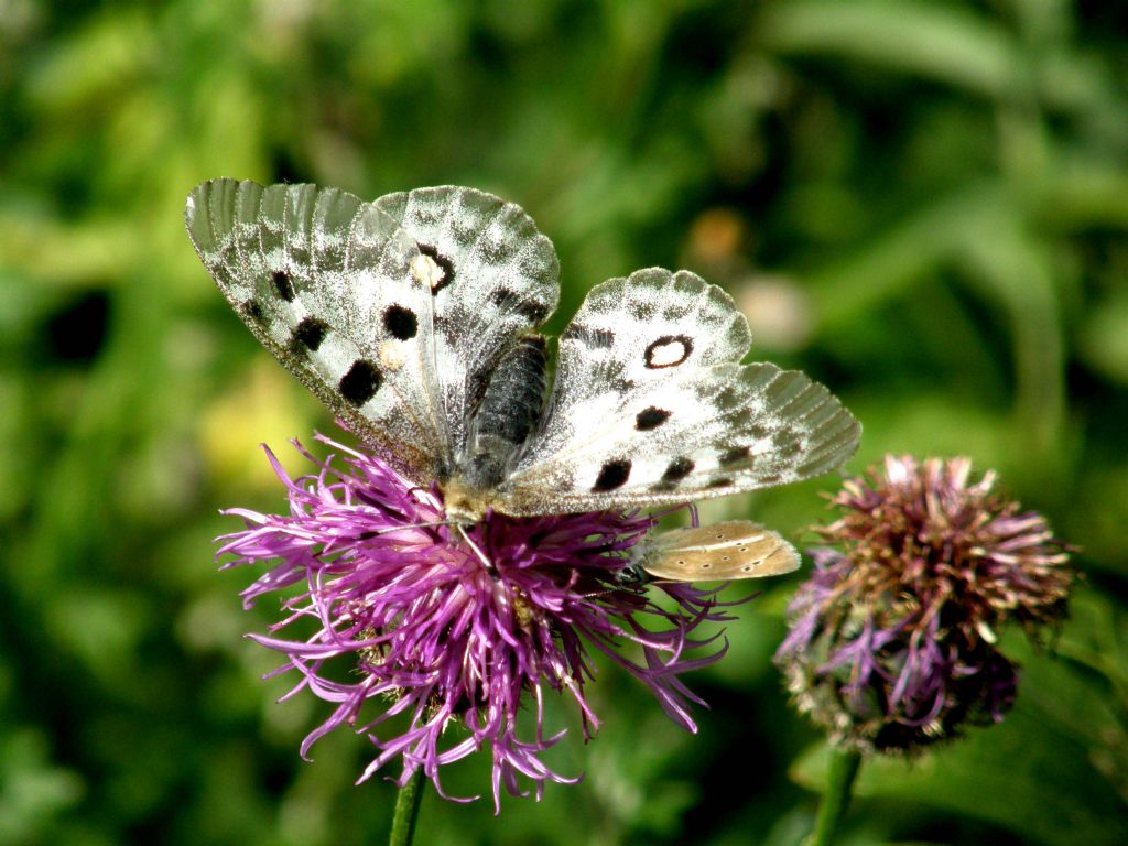 Alla ricerca della farfalla perduta:  Parnassius apollo (Papilionidae)