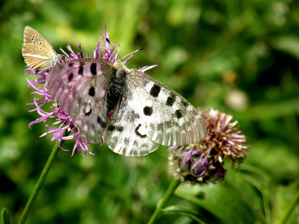 Alla ricerca della farfalla perduta:  Parnassius apollo (Papilionidae)